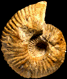 Macrocephalites herveyi