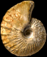 Macrocephalites sp. (M)