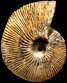 Macrocephalites hoyeri (m)