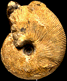 Macrocephalites cf. verus (M)