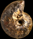 Macrocephalites macrocephalus (M)