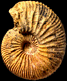 Grayiceras furoni