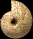 Macrocephalites sp. zone_Bullatus_A