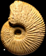 Macrocephalites lamellosus (m)