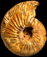 Epimayaites axonoides var. rigida