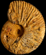 Grayiceras furoni
