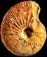 Epimayaites lemoini
