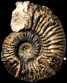 Kosmoceras spinosum (M)