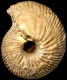 Macrocephalites sp. (M)