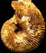 Macrocephalites sp. (m)