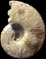 Lissoceras submediterraneum (M)