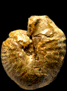 Protophites christoli
