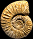 Sonninia (Euhoploceras) marginata (M)