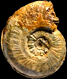 Sonninia (Sonninia) propinquans (M)