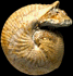 Sphaeroceras brongniarti (M)