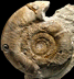 Leptosphinctes (Leptosphinctes) schmiereri (M)