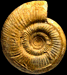 Vermisphinctes meseres (M)