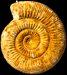 Stephanoceras (Stephanoceras) sp. (M)