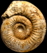 Stephanoceras (Stephanoceras) cf. helveticum (M)