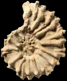 Kamerunoceras inaequicostatum