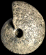 Macrocephalites verus