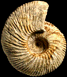 Macrocephalites lophopleurus