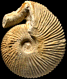 Macrocephalites lophopleurus  forme liberalis