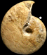 Macrocephalites verus
