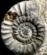 Arnioceras falcaries