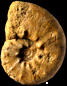Pseudaspidoceras conciliatum var. ampakabensis