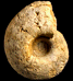 Quenstedtoceras praelamberti  var. sutherlandiae