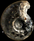 Quenstedtoceras henrici (M)
