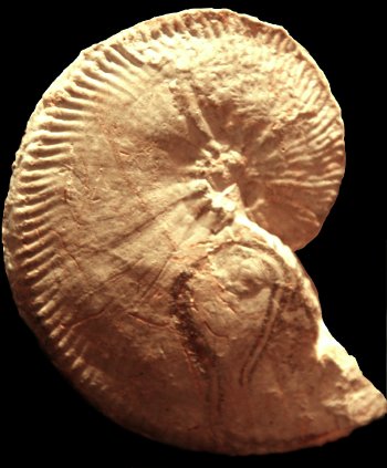 Ammonites et aliae spirae II - Karakaschiceras pronecostatum