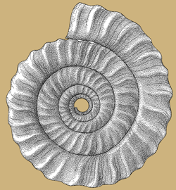 Advolute