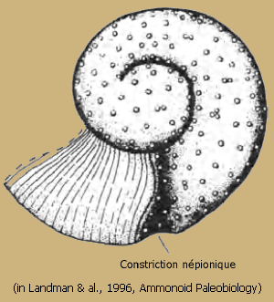Ammonitella