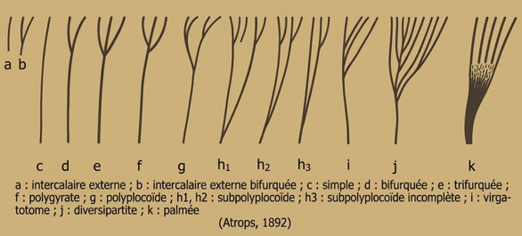 Trifurcation