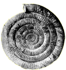Serpenticône