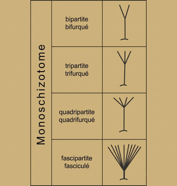 Monoschizotomie