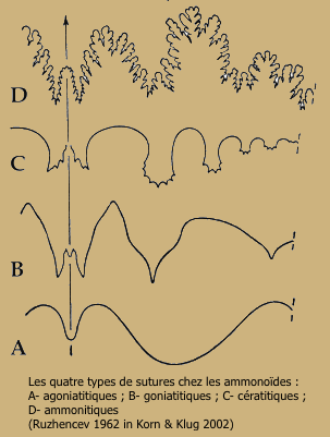 Agoniatitique