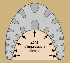 Zone d'impression dorsale